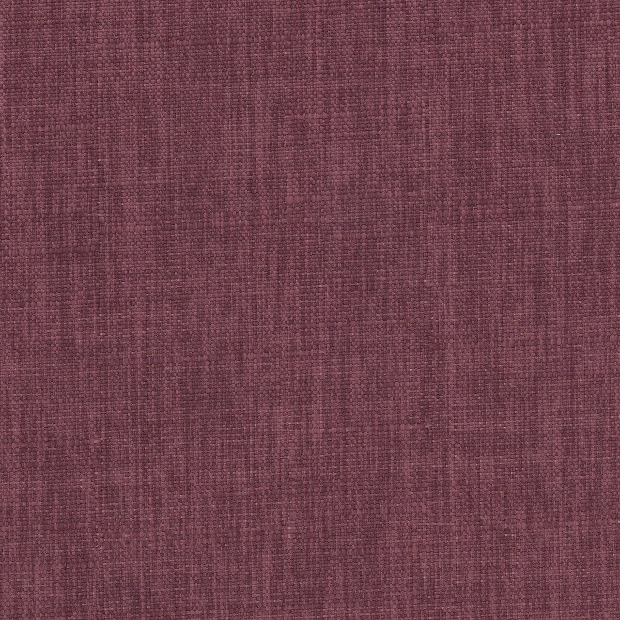 Iris Magenta