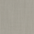 Aster Grey