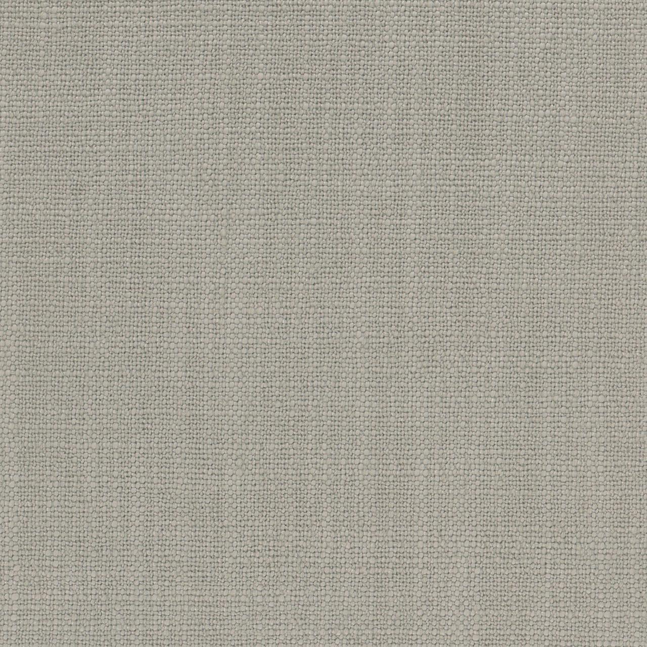 Aster Grey