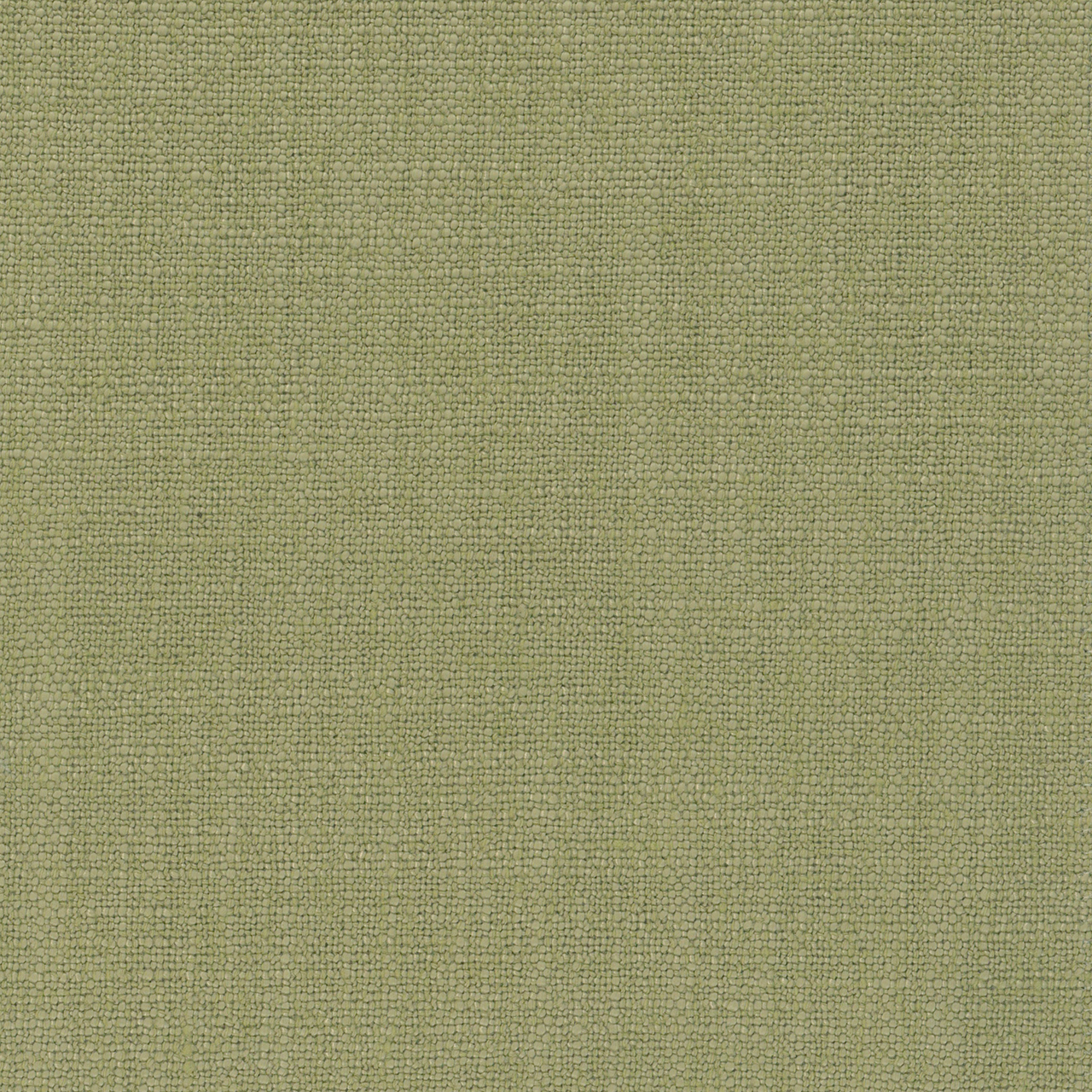 Aster Celadon