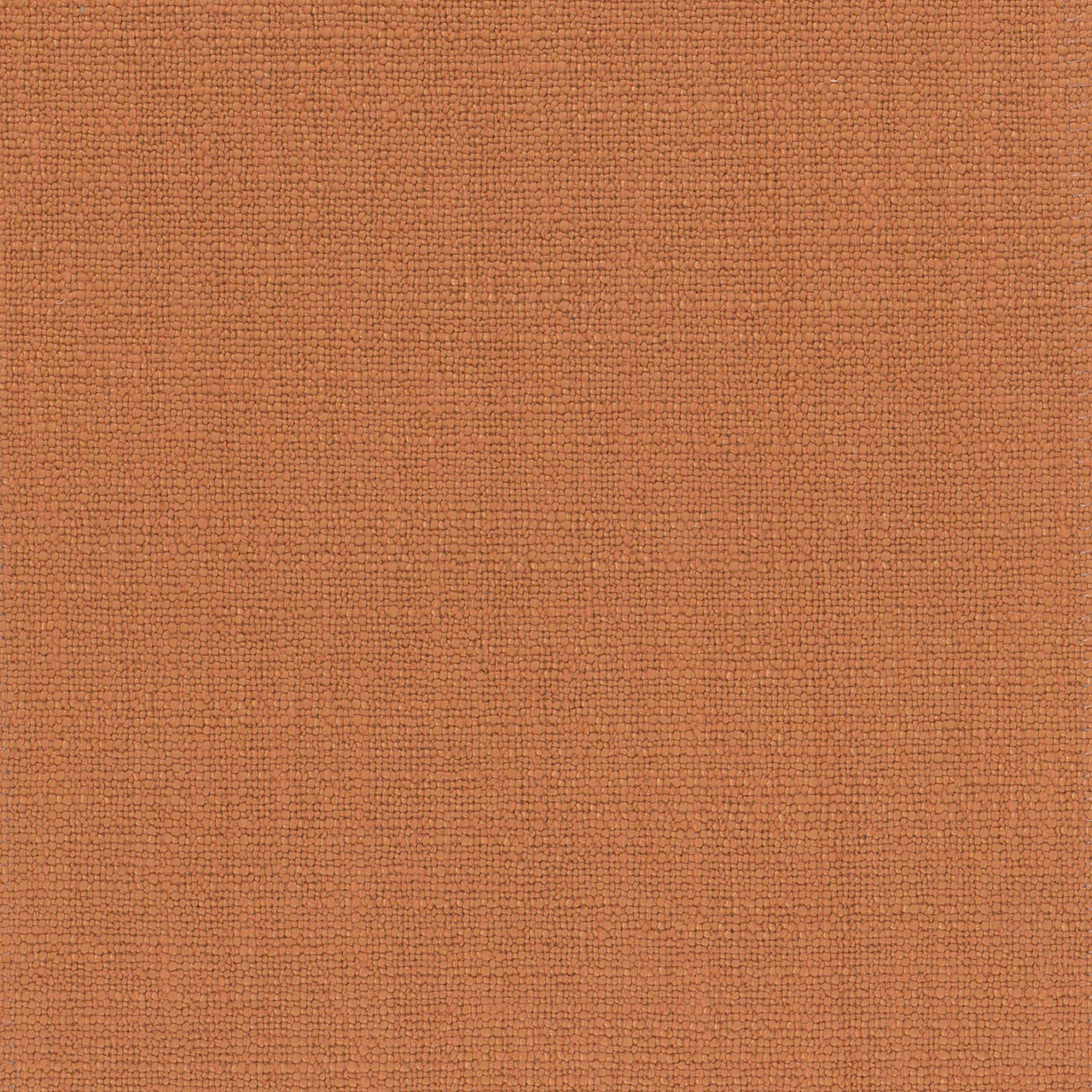 Aster Burnt Orange