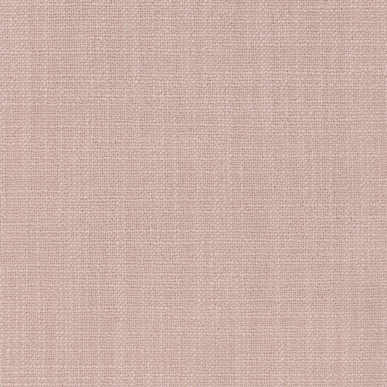 Aster Blush